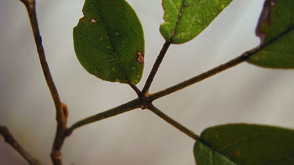 Imagem de Handroanthus chrysotrichus (Mart. ex DC.) Mattos