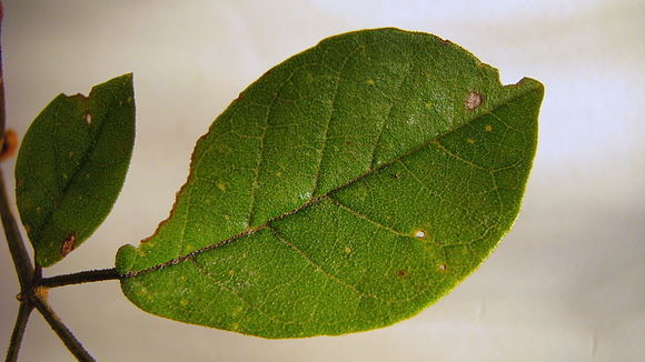 Image of Golden trumpet tree