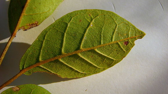 Image of Golden trumpet tree