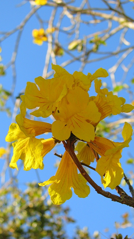 Image of Golden trumpet tree