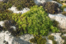 Image of rose rhodobryum moss