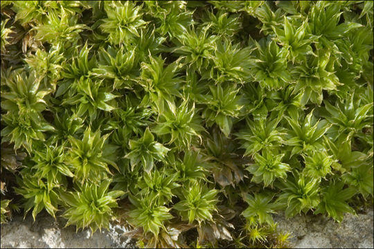 Image of rose rhodobryum moss