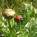 Image of Coccinelloidea