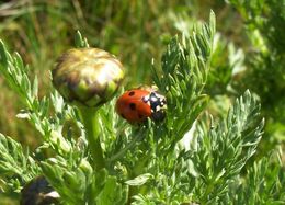 Image of 7-spot ladybird