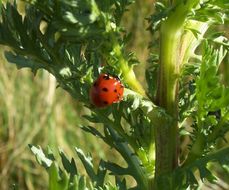 Image of 7-spot ladybird