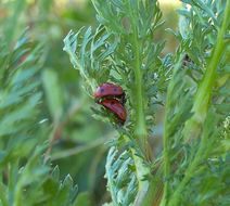 Image of 7-spot ladybird