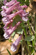 Image of <i>Corydalis <i>solida</i></i> ssp. solida