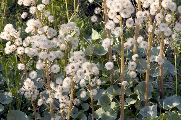 Image of Petasites paradoxus (Retz.) Baumg.