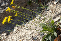 Image of Leontodon incanus (L.) Schrank