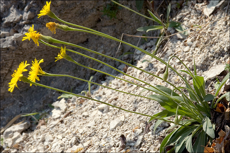 Image of Leontodon incanus (L.) Schrank