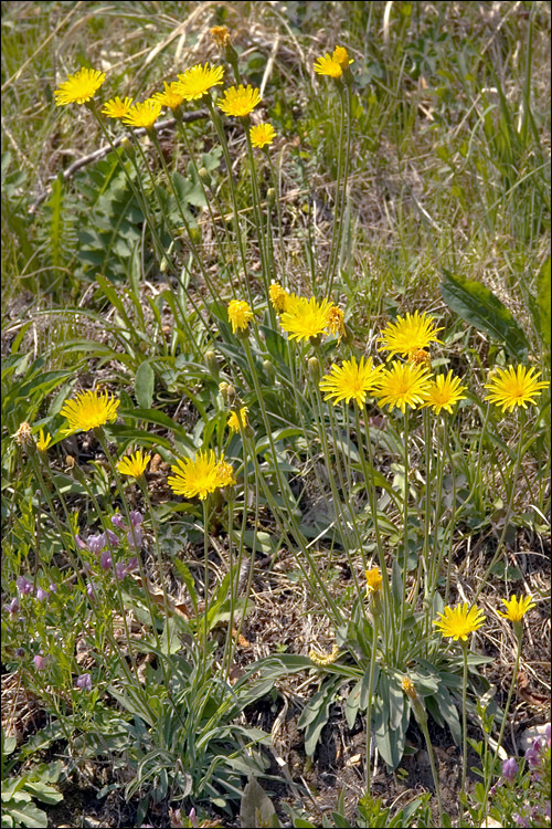 Image of Leontodon incanus (L.) Schrank