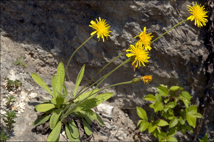 Image of Leontodon incanus (L.) Schrank