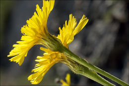 Image of Leontodon incanus (L.) Schrank