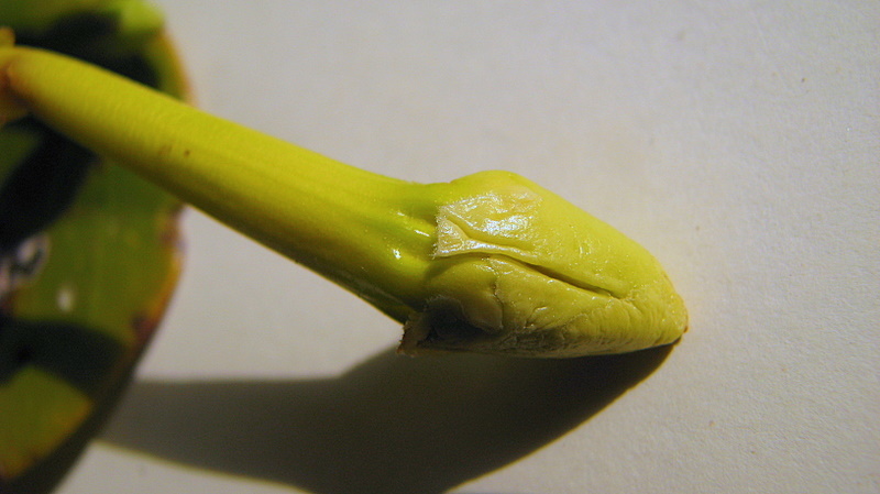 Image of Tabebuia cassinoides (Lam.) DC.