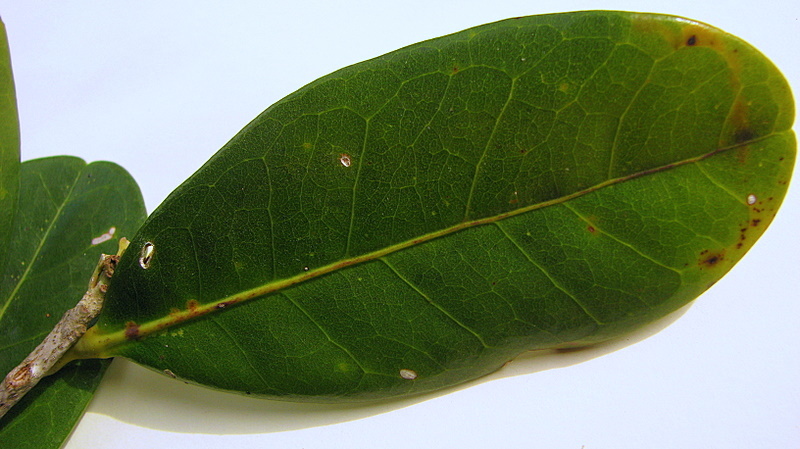 Image of Tabebuia cassinoides (Lam.) DC.