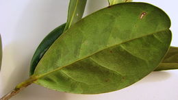 Image of Tabebuia cassinoides (Lam.) DC.