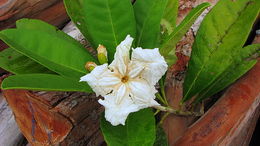 Image of Tabebuia cassinoides (Lam.) DC.