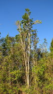 Image of Tabebuia cassinoides (Lam.) DC.