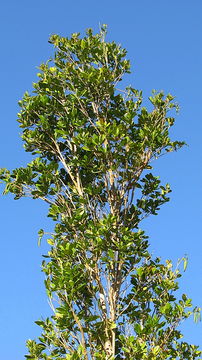 Image of Tabebuia cassinoides (Lam.) DC.