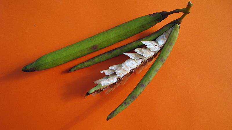 Image of Tabebuia cassinoides (Lam.) DC.