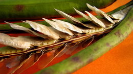 Image of Tabebuia cassinoides (Lam.) DC.