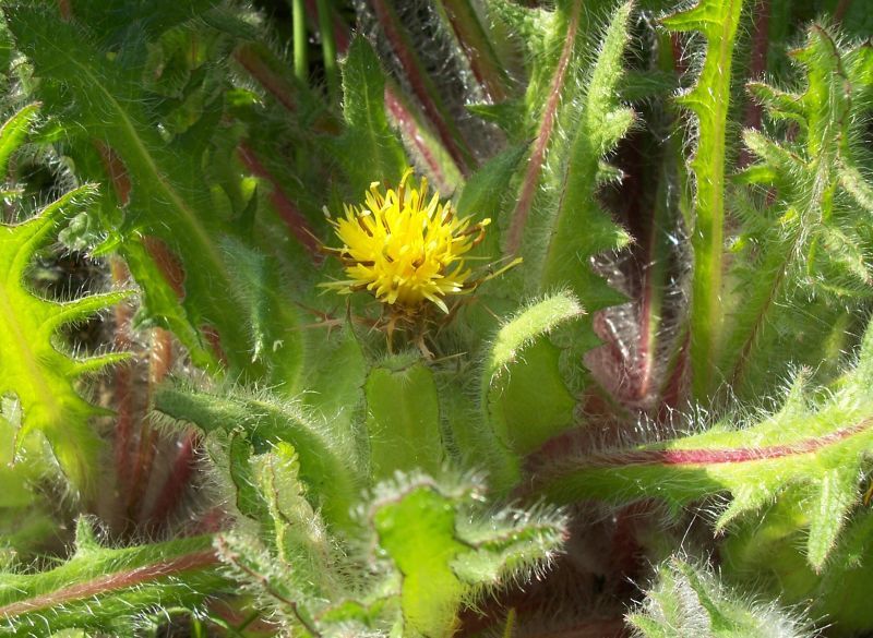 Image of blessed thistle