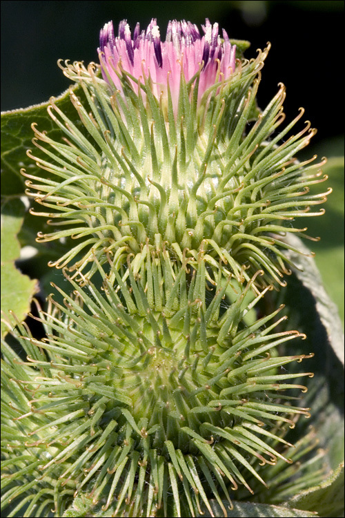 Plancia ëd Arctium minus (Hill) Bernh.