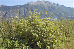 Plancia ëd Arctium minus (Hill) Bernh.