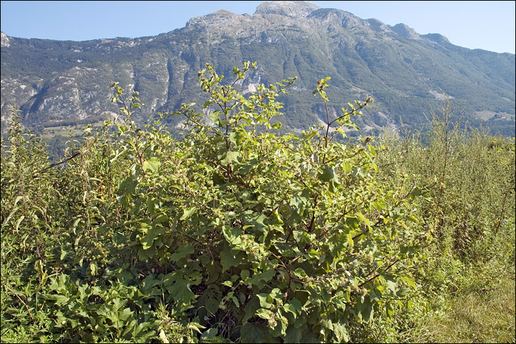 Plancia ëd Arctium minus (Hill) Bernh.