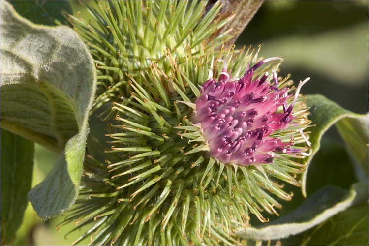 Plancia ëd Arctium minus (Hill) Bernh.