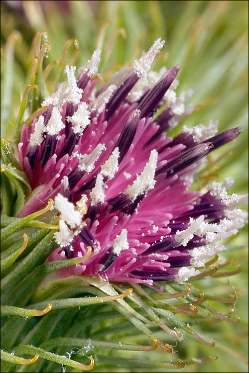 Plancia ëd Arctium minus (Hill) Bernh.