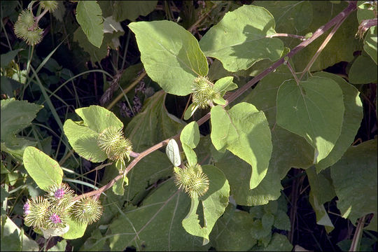 Image of common burdock