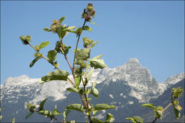 Plancia ëd Arctium minus (Hill) Bernh.