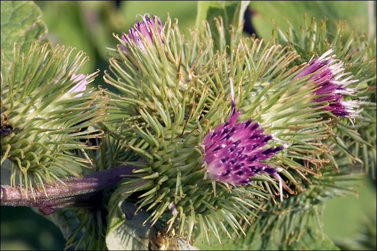 Imagem de Arctium minus (Hill) Bernh.