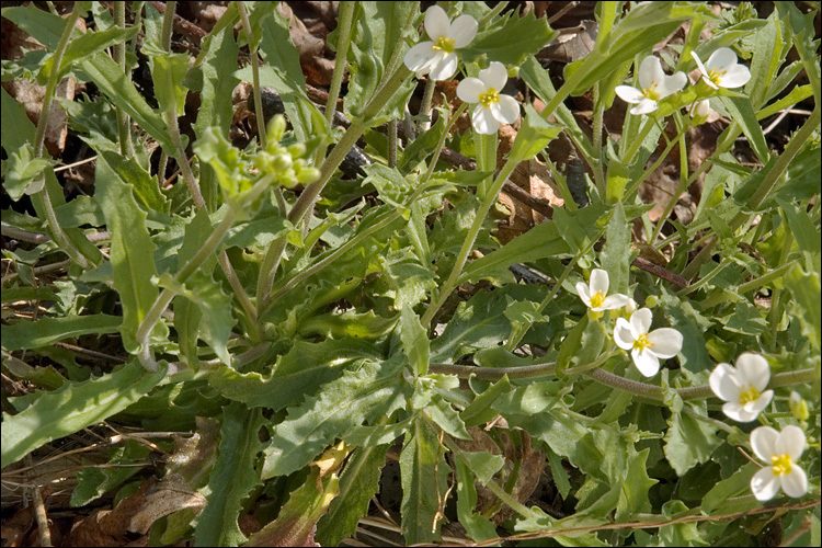 Image de Arabette des Alpes