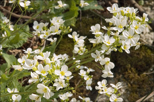 Image of alpine rockcress