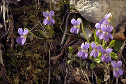 Image of hairy violet