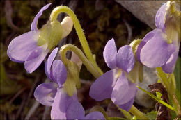 Image of hairy violet