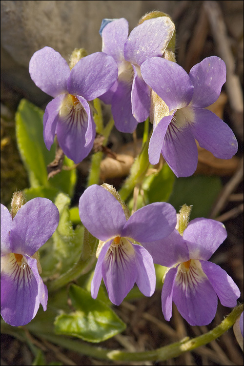 Image of hairy violet