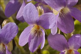 Image of hairy violet