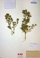 Imagem de Navarretia atractyloides (Benth.) Hook. & Arn.