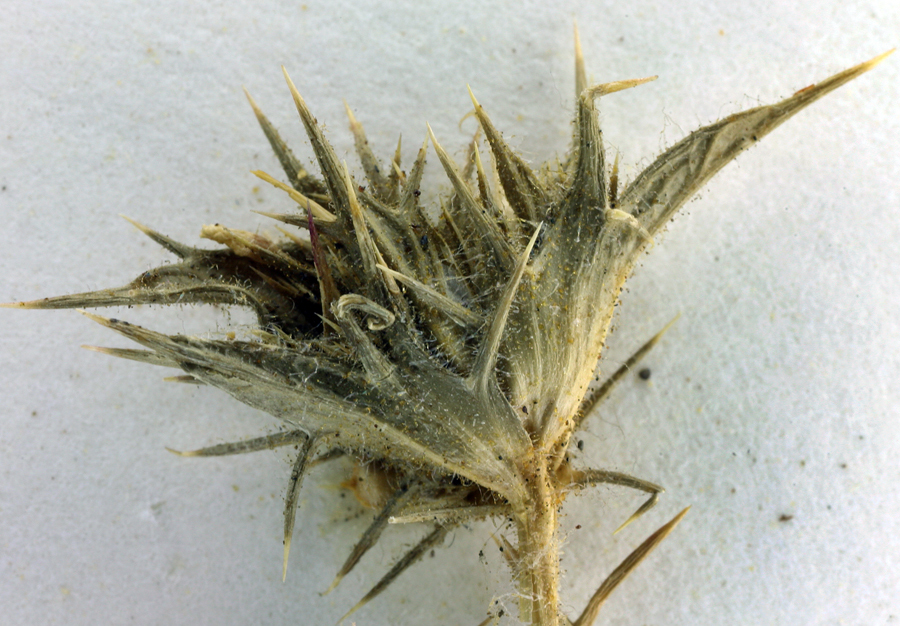 Imagem de Navarretia atractyloides (Benth.) Hook. & Arn.