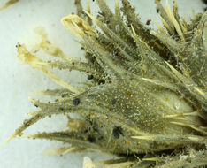 Imagem de Navarretia atractyloides (Benth.) Hook. & Arn.