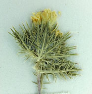 Image of cotulaleaf pincushionplant