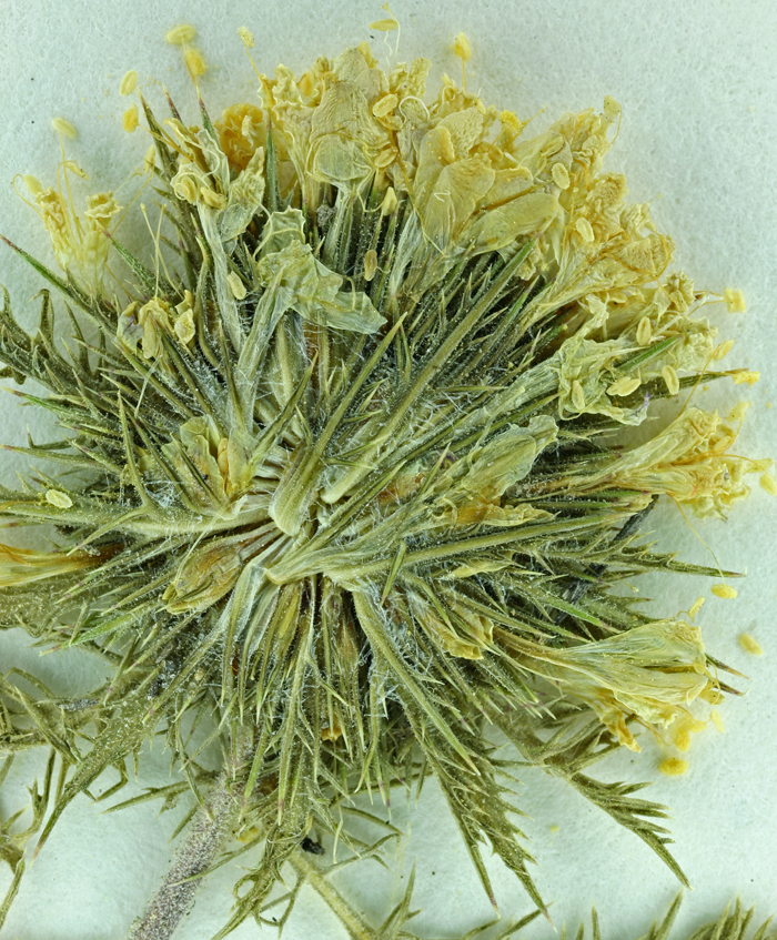 Image of cotulaleaf pincushionplant