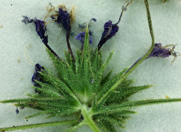 Image of threadstem pincushionplant