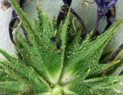 Image of threadstem pincushionplant