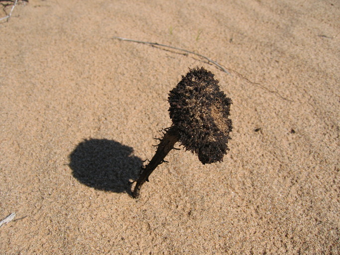 Image of sandfood