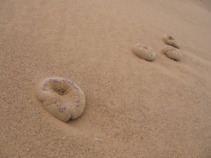 Image of sandfood