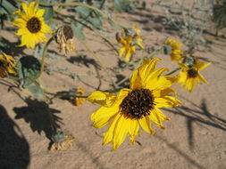 Слика од Helianthus niveus subsp. tephrodes (A. Gray) Heiser